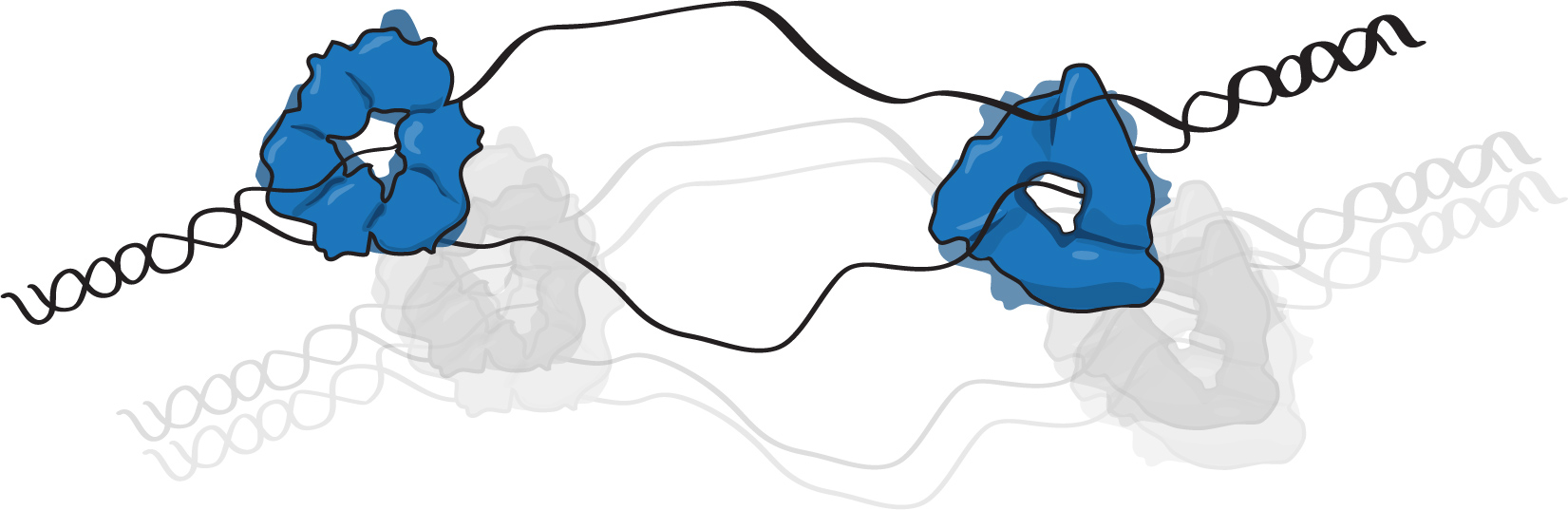 replisome an mutation