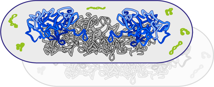 Antibiotic resistance