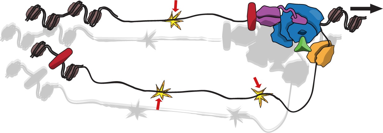 replisome an mutation